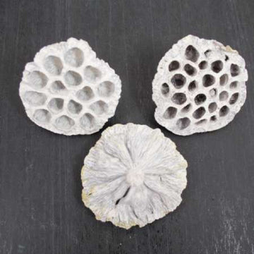 Getrocknete Lotusblüten Naturmaterial weiß gewaschen ca. 8 x 5 cm pro Stück