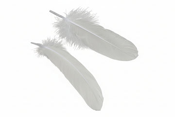 Gänsefedern weiß 15-21 cm lang (15-37mm breit) 20 Stück