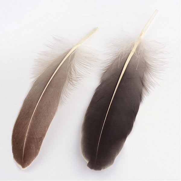 Gänsefeder natur braun 14-21 cm lang (15-37mm breit) 20 Stück