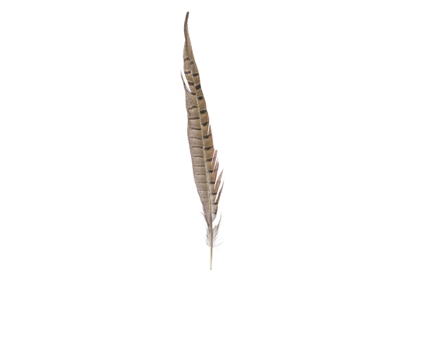 Fasanenfeder natur 32cm 6 Stück