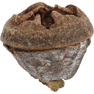 Eukalyptusfrüchte ganz, natur, 25 g 12-13 Stück, 1,5 - 2,5 cm groß
