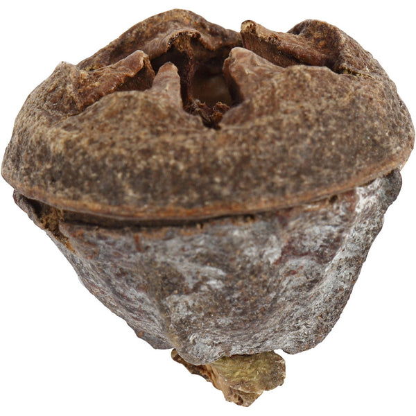 Eukalyptusfrüchte ganz natur 1,5-2,5cm groß 25g 12 Stück