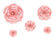Papierblumen Dekorations Mix,rosa, 5 Stück/Pkg (30,20,15,10,10cm)