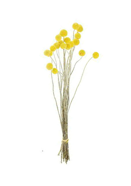 Natur Craspedia gelb 20Stk./Pkg.