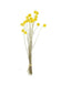 Natur Craspedia gelb 20Stk./Pkg.