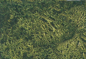Islandmoos dunkelgrün 100g