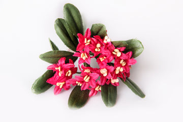 Almrausch-Bund, rosa, 18 m