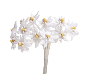 Edelweiß ⌀ 20mm 12 Stück/Bund