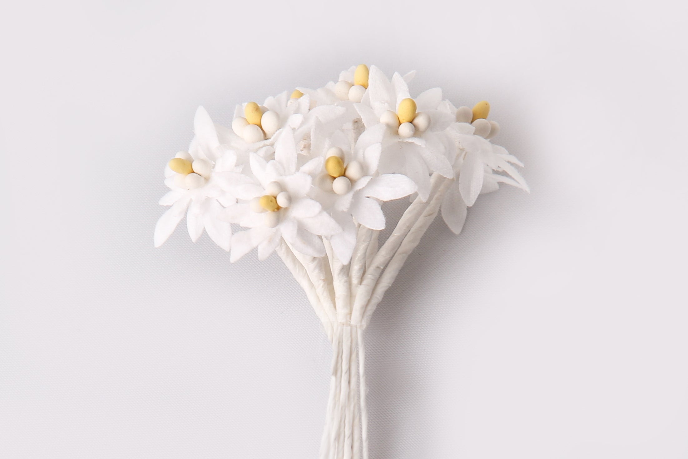 Edelweiß ⌀ 20mm 12 Stück/Bund