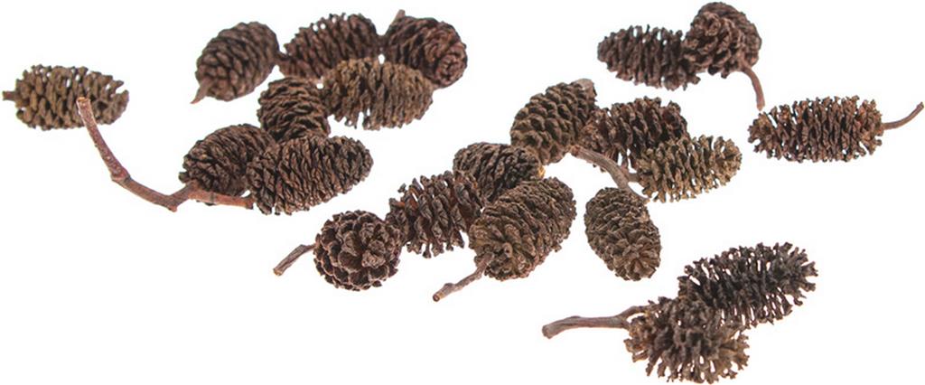 Erlenzapfen natürlich 4,5cm 130g