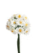 Gerbera mini creme 3cm 6 Stk./Bd.