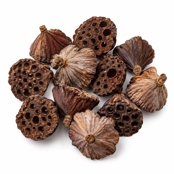 Lotuskolben Naturmaterial braun-natur 4-6cm 12 Stück