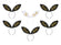 Haarreifen Bride Squad-Set  15 x 29cm 6 Stück