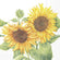 IHR Servietten Mirasol Sonnenblumen 3-lagig 33x33cm 20 Stück / Packung