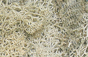 Islandmoos natur 100g