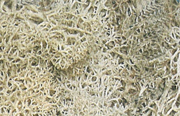 Islandmoos natur 100g