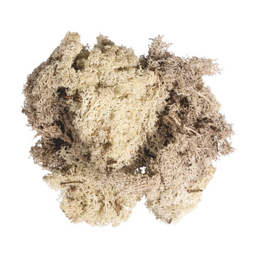 Islandmoos natur 100g