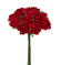Kleinblumen Samtröschen tiefrot 22mm 12 Stk./Bund