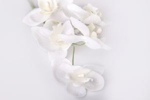 Miniorchidee weiß, 6 Blüten, 35 mm Durchmesser,