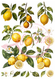 Reispapier Decoupage Zitronen-Motive A4 25-30g/m² 1 Bogen