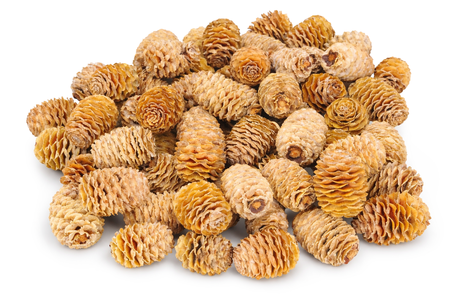 Sabulosum Zapfen natur, 3-5cm, 10 Stück/Verpackung