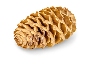 Sabulosum Zapfen natur, 3-5cm, 10 Stück/Verpackung