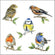Servietten Bird Species white 33x33cm 20 Stück 3-lagig 100% FSC
