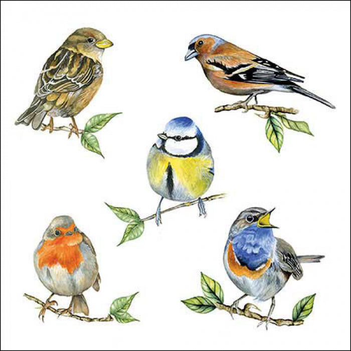 Servietten Bird Species weiß 33x33cm 20 Stück 3-lagig 100% FSC