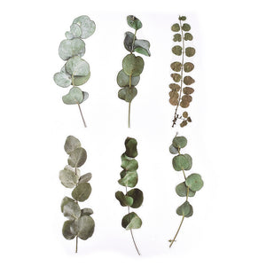 Aufkleber wasserfest Eukalyptus grün 200~203x46~81x0,1 mm 6 Stück