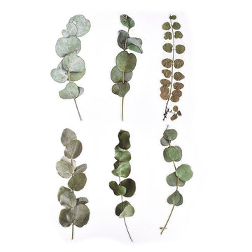 Sticker wasserfest Eucalyptus grün 200~203x46~81x0,1 mm 6 Stück