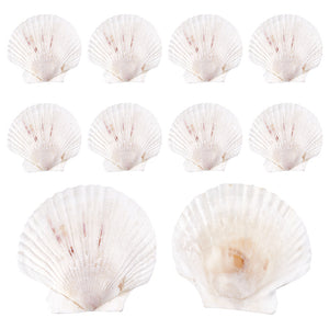 Weiße Jakobsmuscheln natur ca. 10cm 1 Stück