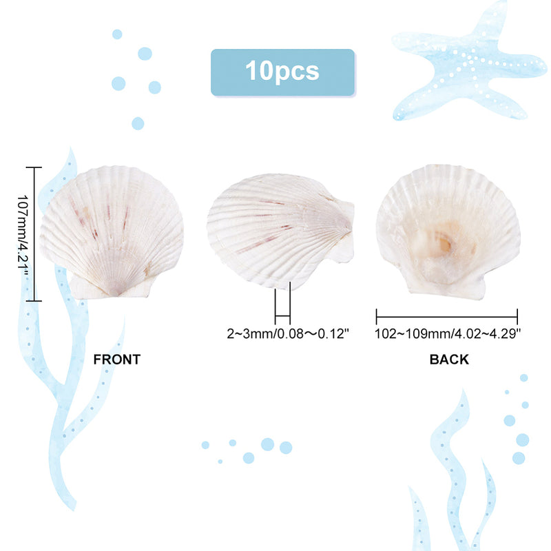 Weiße Jakobsmuscheln natur ca. 10cm 1 Stück