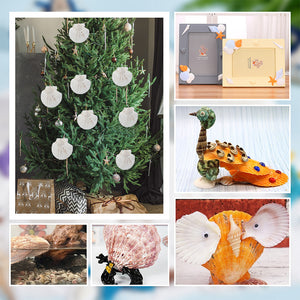 Weiße Jakobsmuscheln natur ca. 10cm 1 Stück