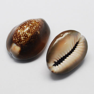 Deko Muscheln Kauri XL ca. 5cm, 5Stk./Verpackung