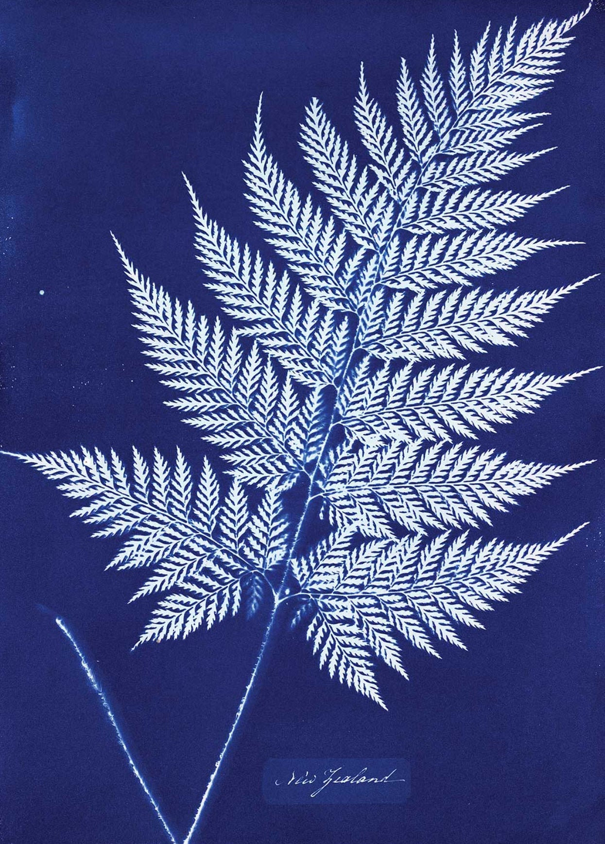 Cyanotype Blueprint Sensitizer Set 2 Komponenten