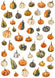 Reispapier Decoupage Aquarell Kürbis orange grün A4 25-30 g/m² 1 Bogen