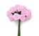 Diorröschen rose 14mm 12 Stück/Bund