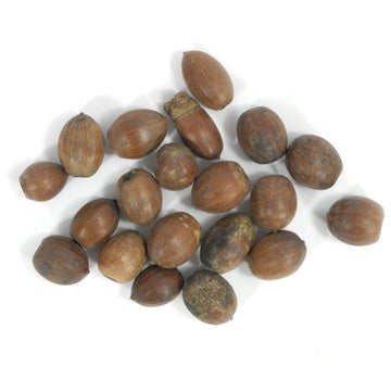 Eicheln braun natur 35g