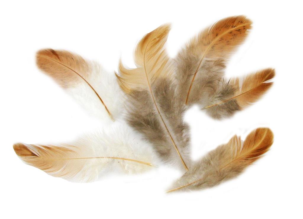 Federn 3g weiß/braun/schwarz
