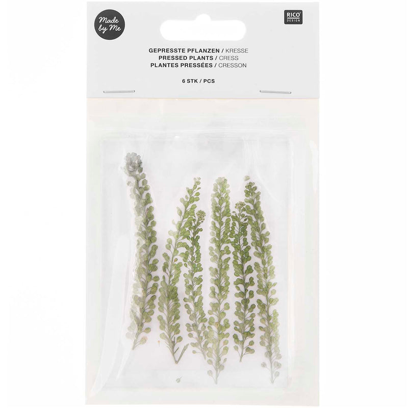 Gepresste Pflanzen Kresse 6Stk. ca.8,5cm