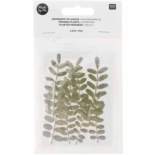 Gepresste Pflanzen Nelkengewächs 8Stk. ca.8cm