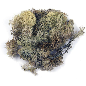 Islandmoos natur 100g