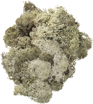 Islandmoos 50g natur