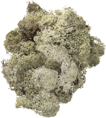 Islandmoos 50g natur
