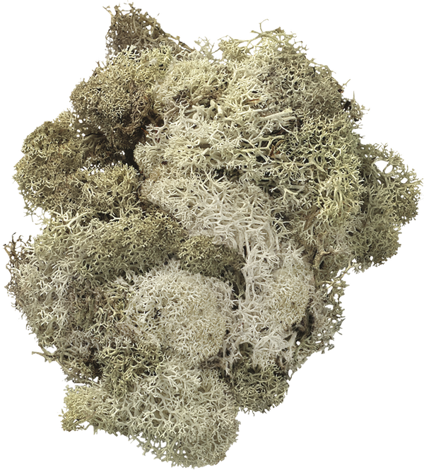 Islandmoos 50g natur