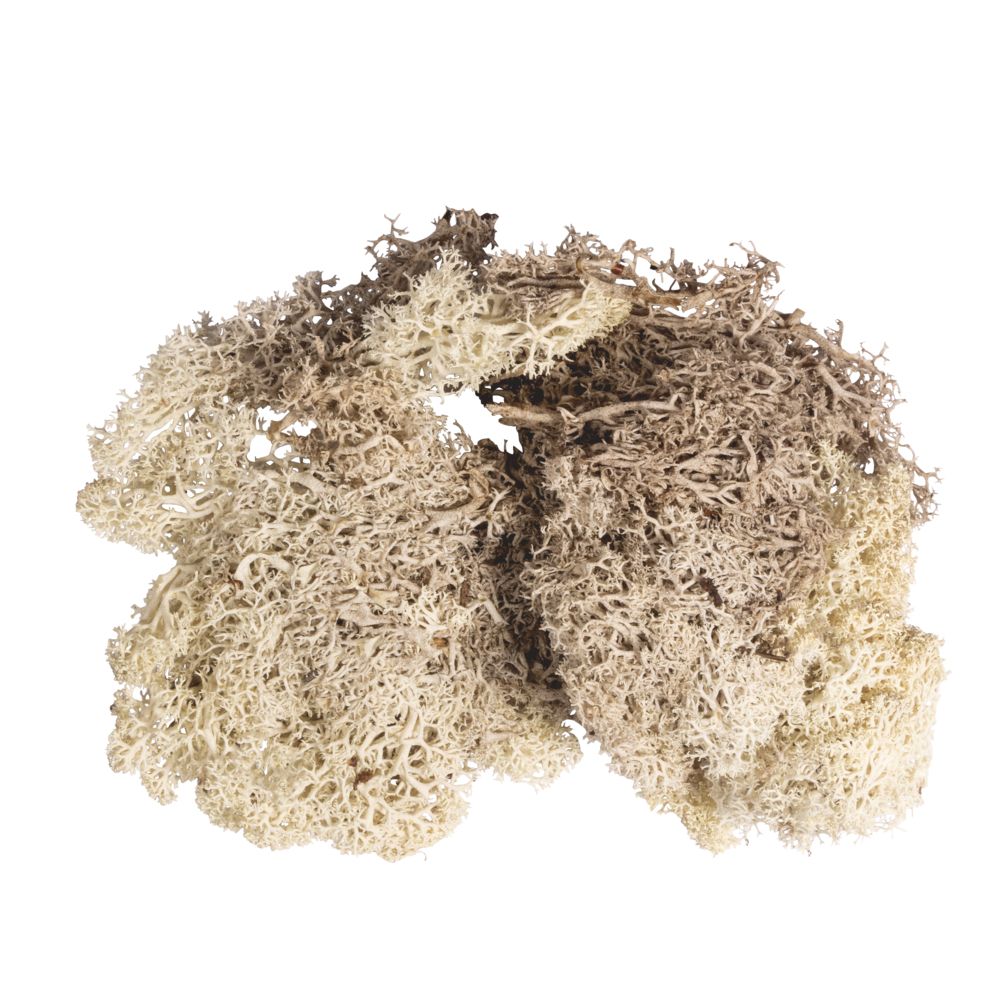 Islandmoos naturbeige SB-Btl. 30 g