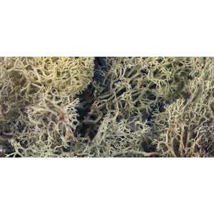 Islandmoos natur beige SB-Btl. 30 g