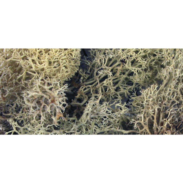 Islandmoos natur beige SB-Btl. 30 g