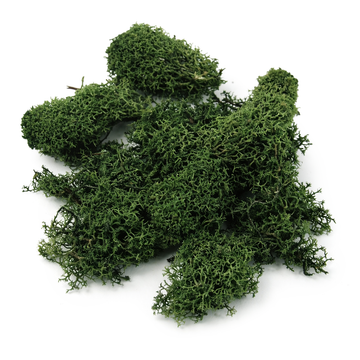 Islandmoos dunkelgrün 100g