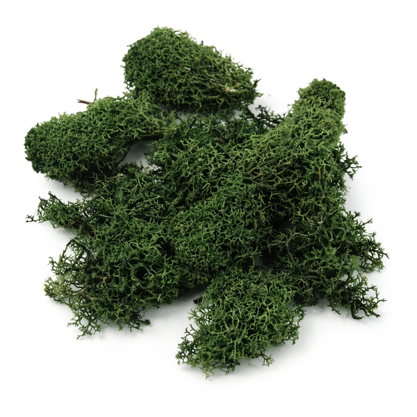 Islandmoos dunkelgrün 100g